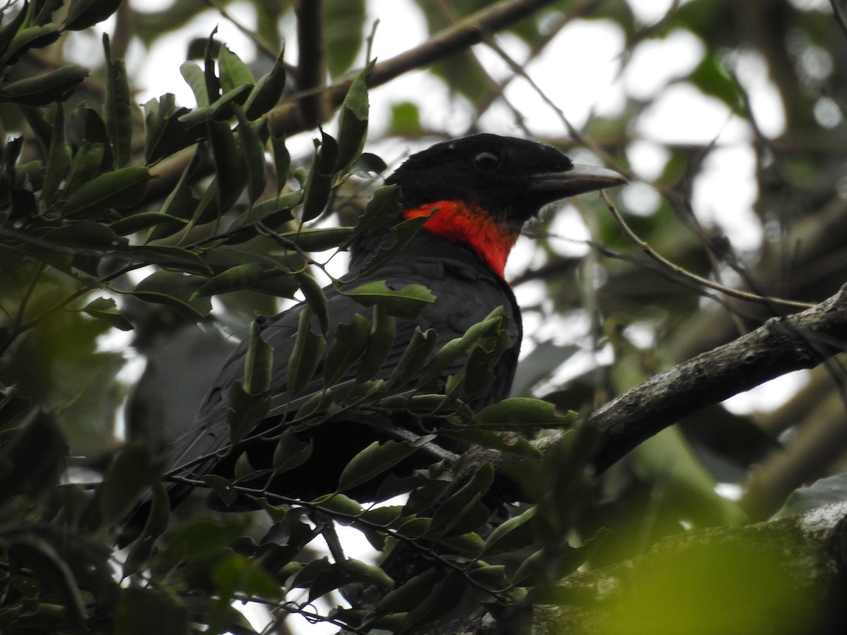 Red-ruffed Fruitcrow - ML638241868