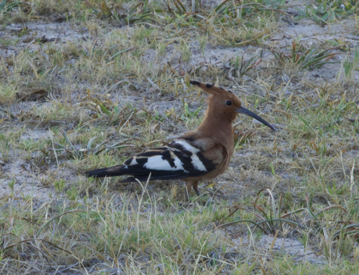 Eurasian Hoopoe (African) - ML638241883