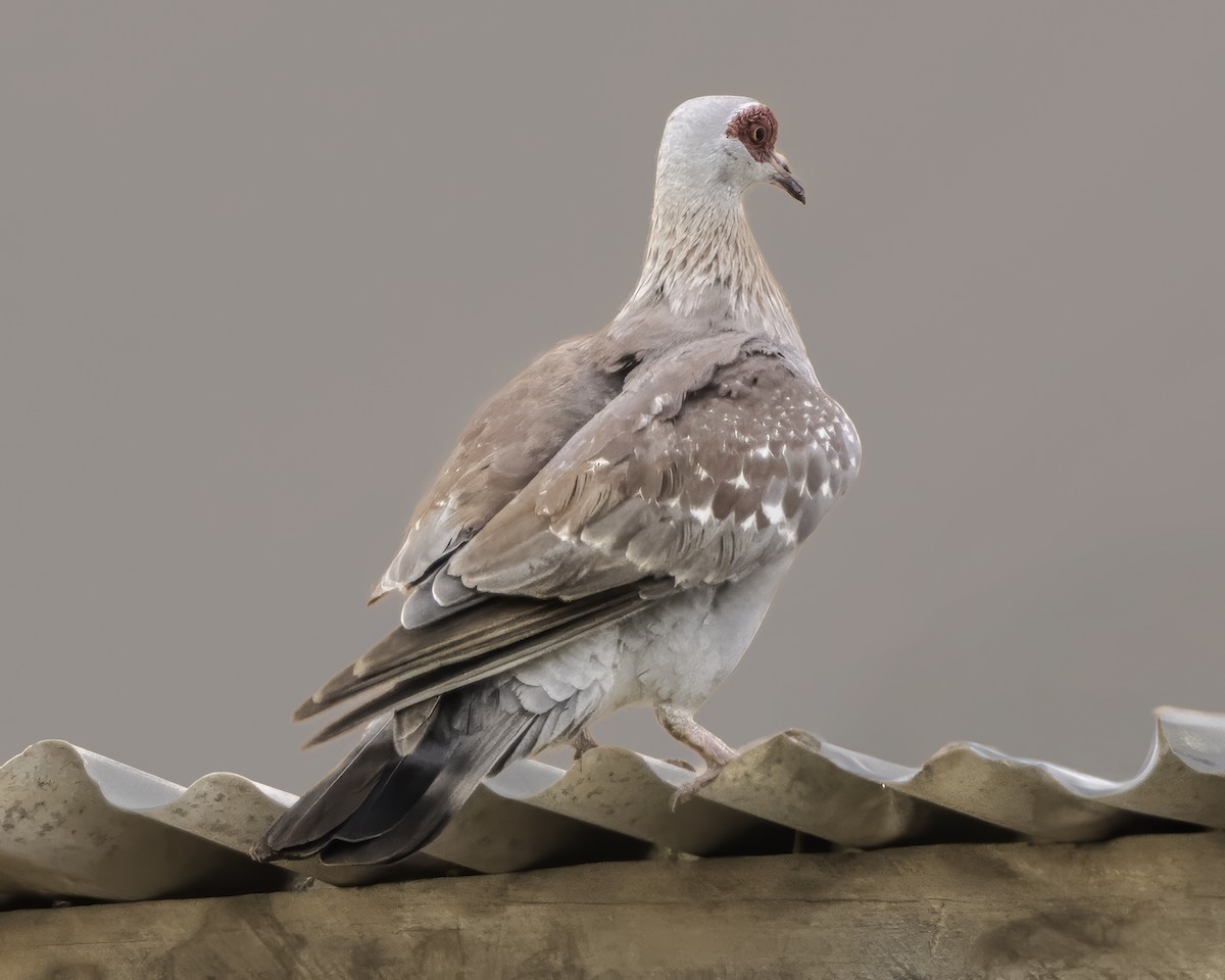 holub skvrnitý - ML638241904