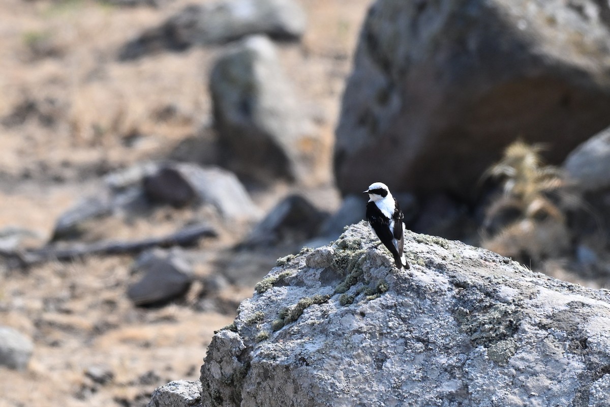 Eastern Black-eared Wheatear - ML638241925