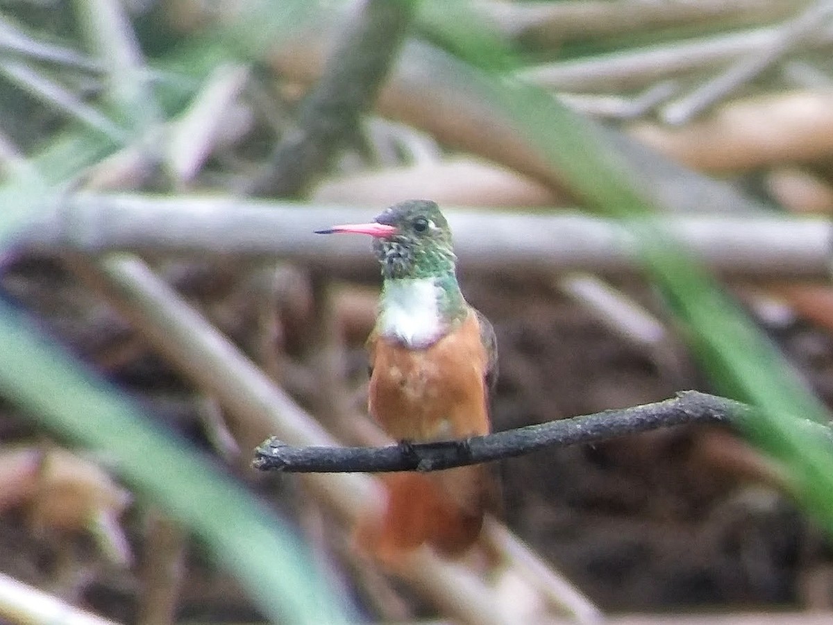 Amazilia Hummingbird - ML638241934