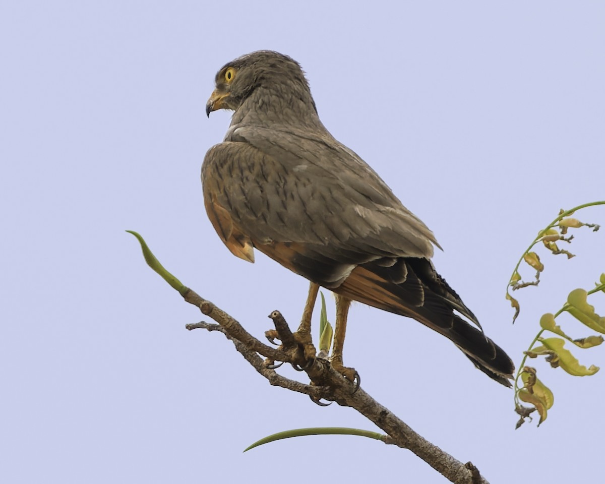 Grasshopper Buzzard - ML638241947