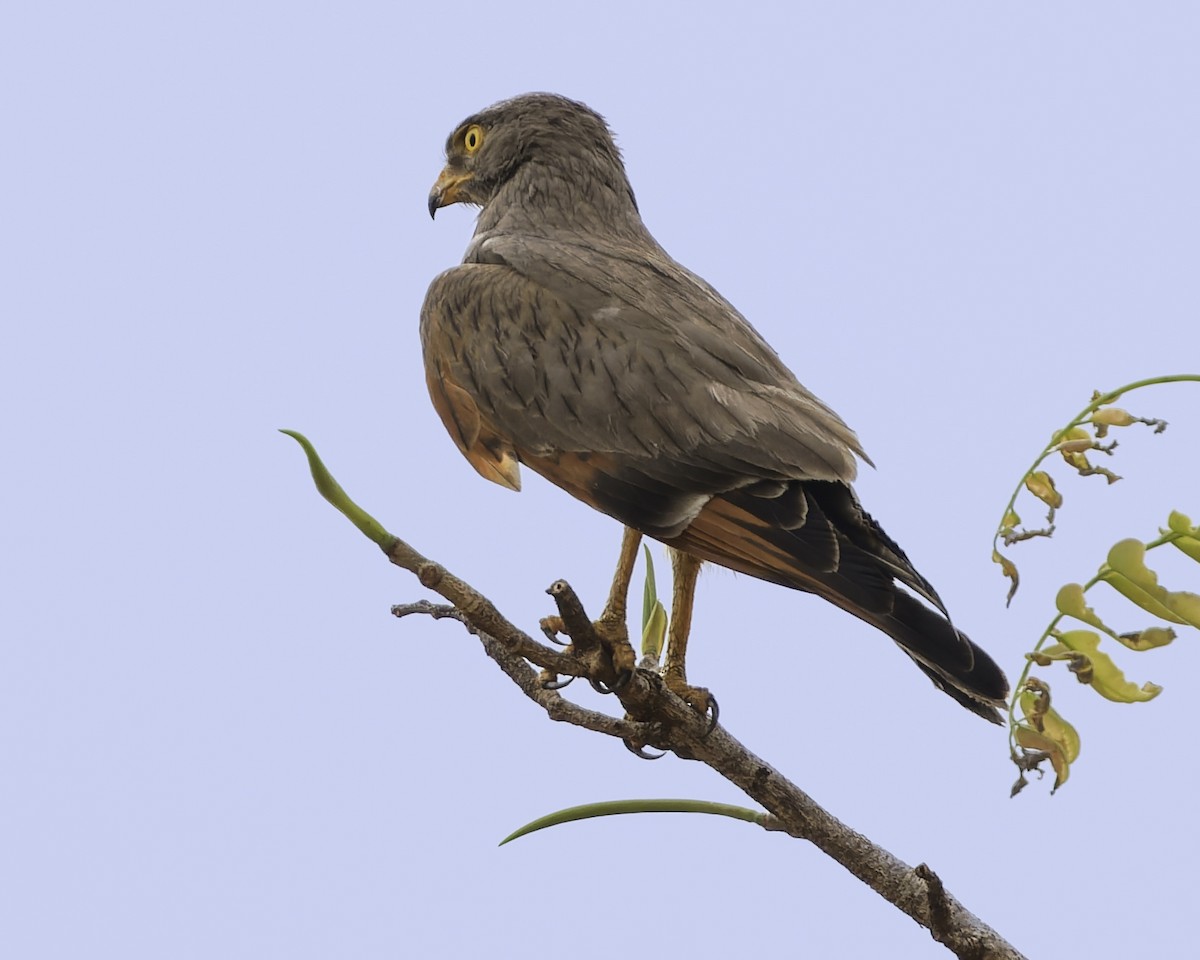 Grasshopper Buzzard - ML638241948