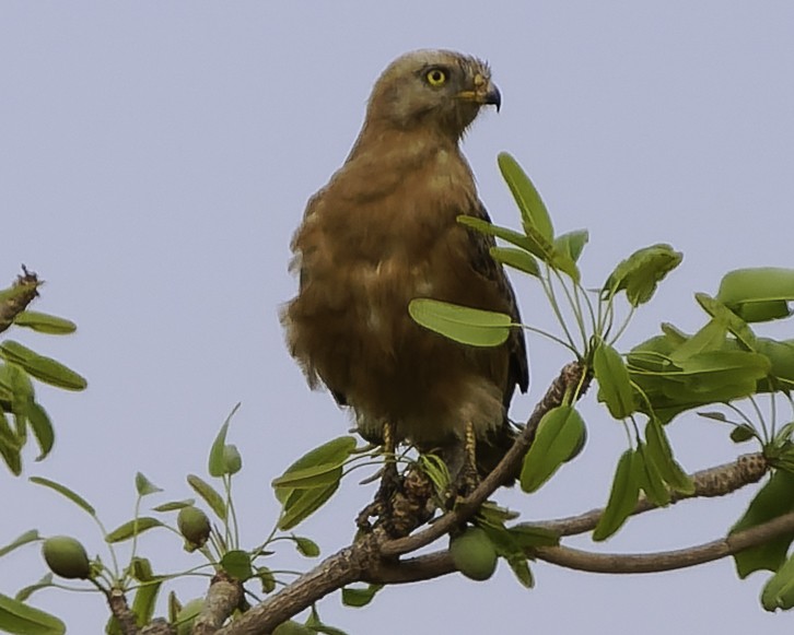Grasshopper Buzzard - ML638241949