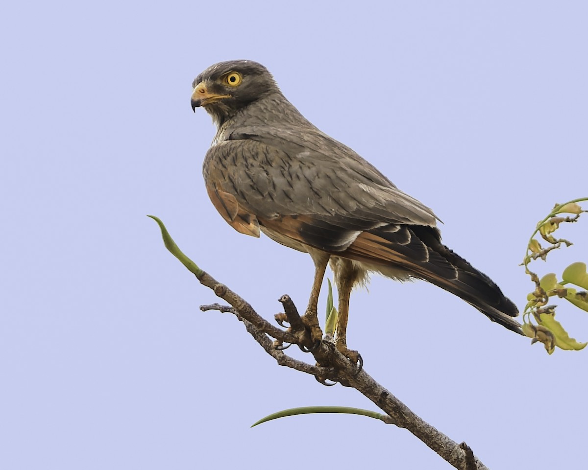 Grasshopper Buzzard - ML638241951
