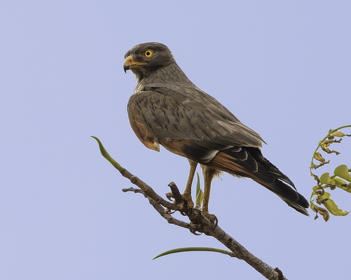 Grasshopper Buzzard - ML638241953