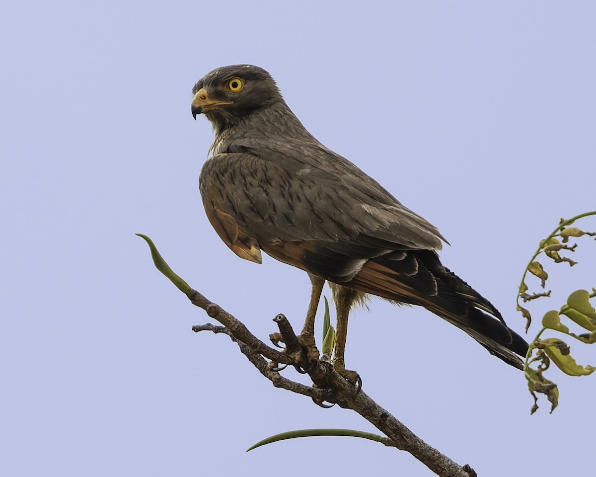 Grasshopper Buzzard - ML638241954
