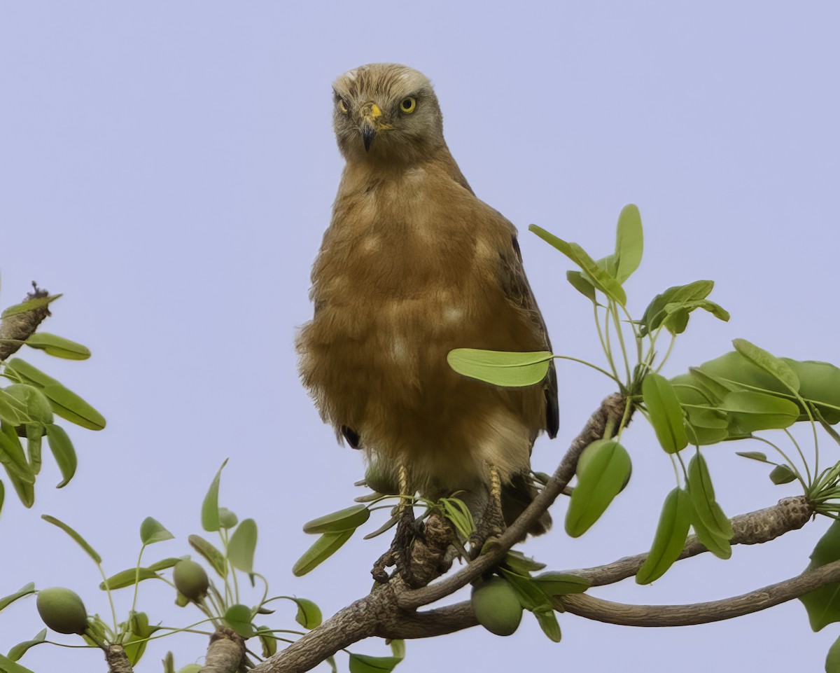 Grasshopper Buzzard - ML638241955