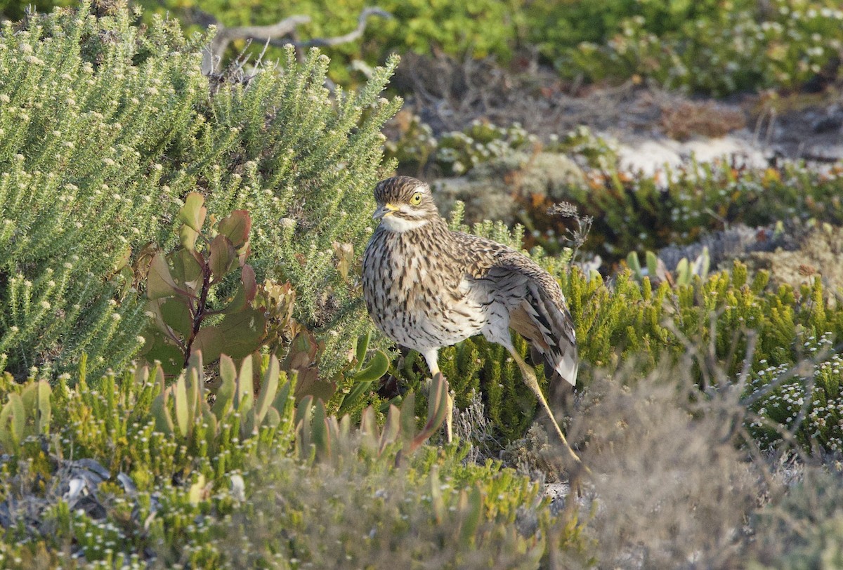 Spotted Thick-knee - ML638241996