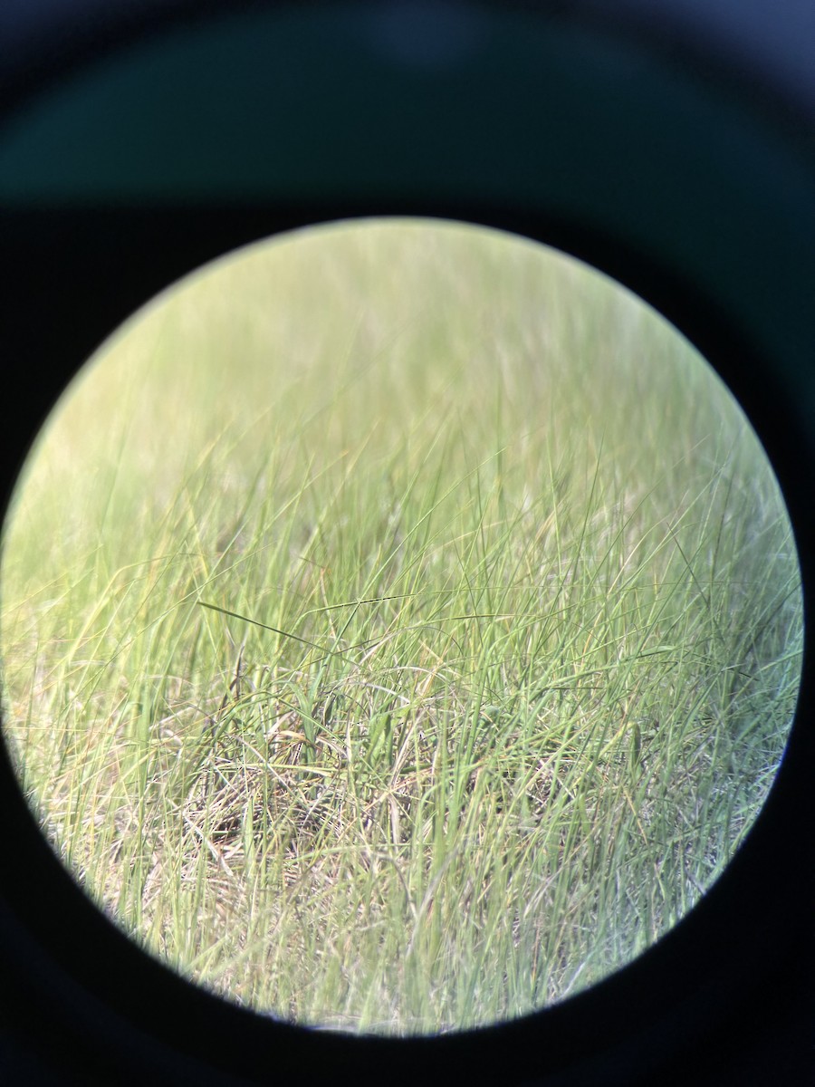 Saltmarsh Sparrow - ML638242002