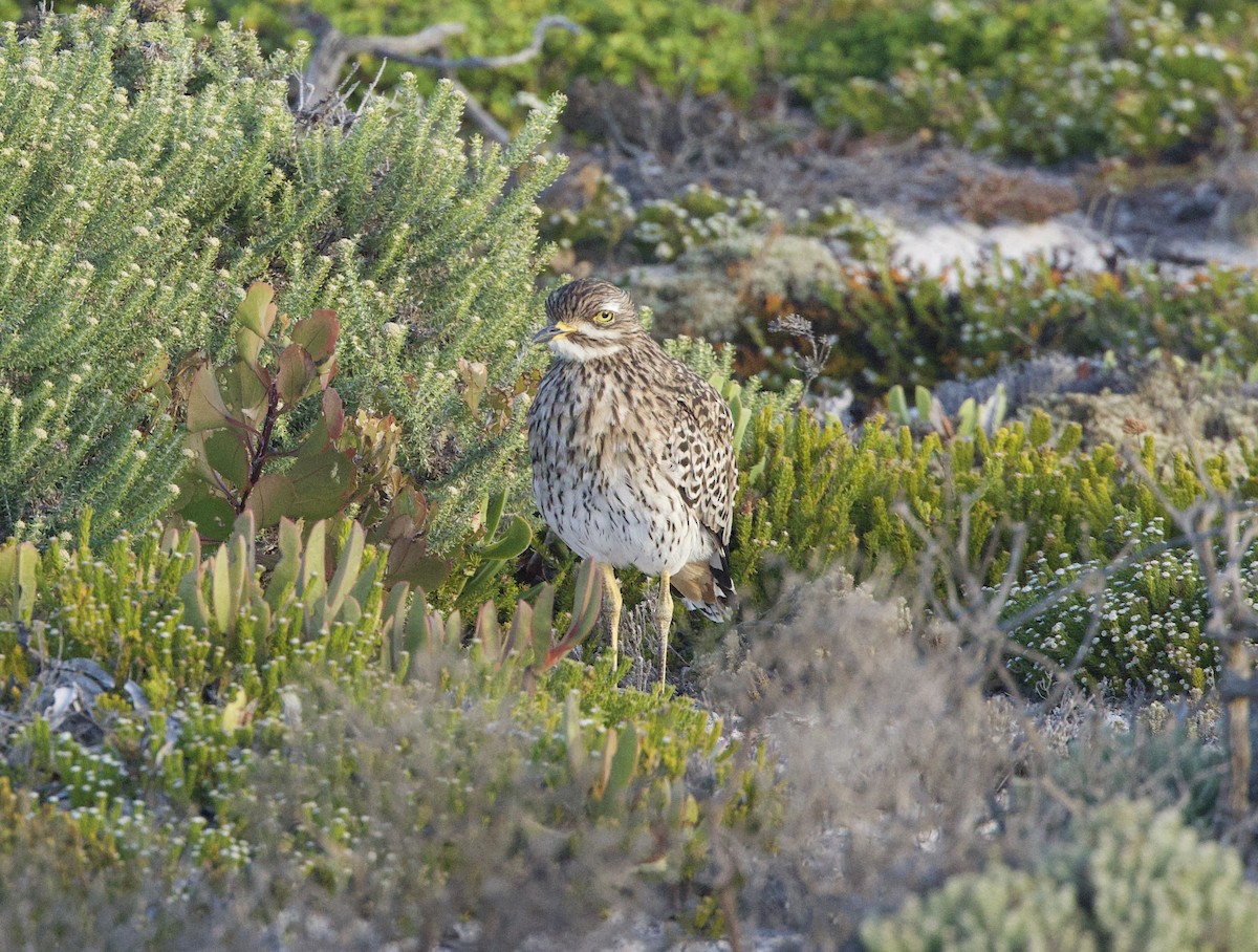 Spotted Thick-knee - ML638242003