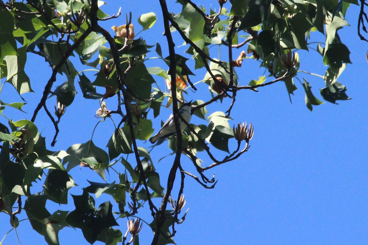 Cerulean Warbler - ML638242009