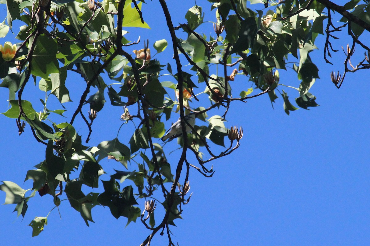Cerulean Warbler - ML638242010