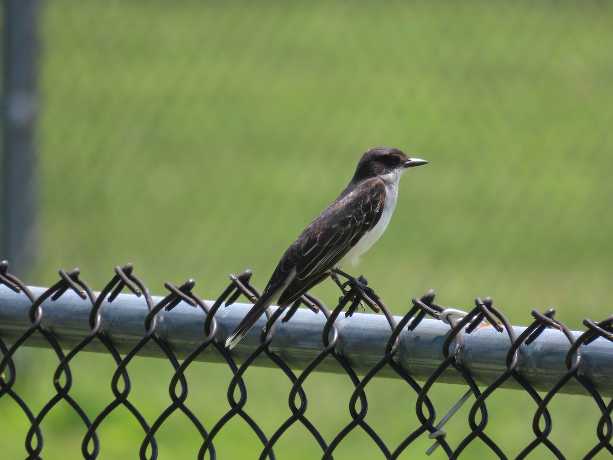 Eastern Kingbird - ML638242014