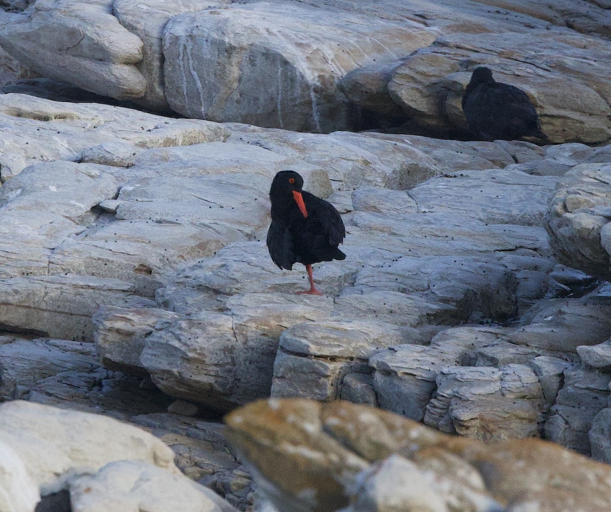African Oystercatcher - ML638242015