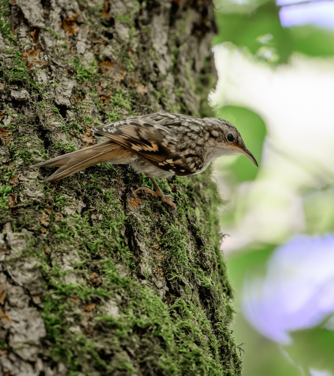 Short-toed Treecreeper - ML638242021