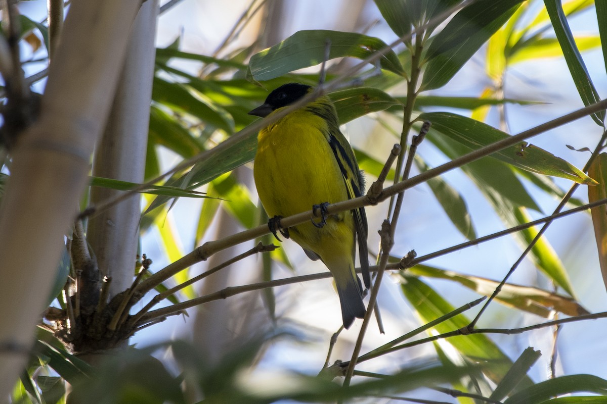 Hooded Siskin - ML638242027