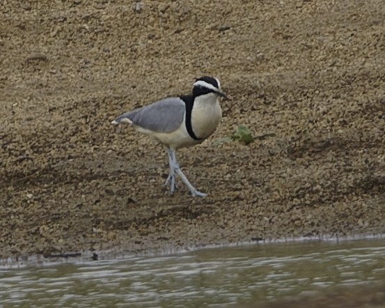 Egyptian Plover - ML638242040