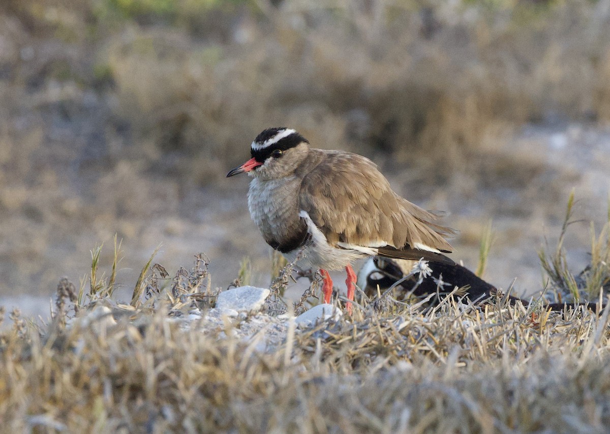 Crowned Lapwing - ML638242043