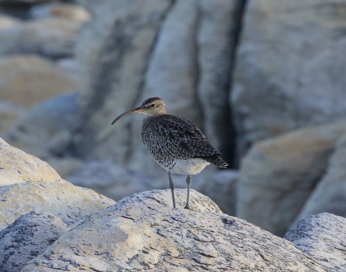 Whimbrel (European) - ML638242063