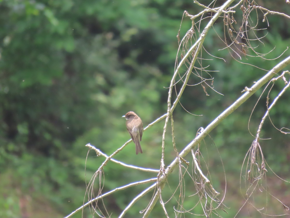 Eastern Phoebe - ML638242068