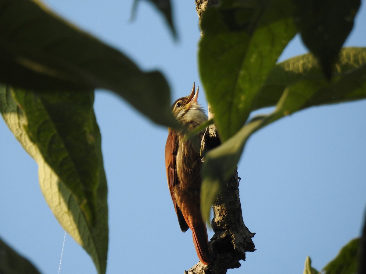 Streaked Xenops - ML638242073