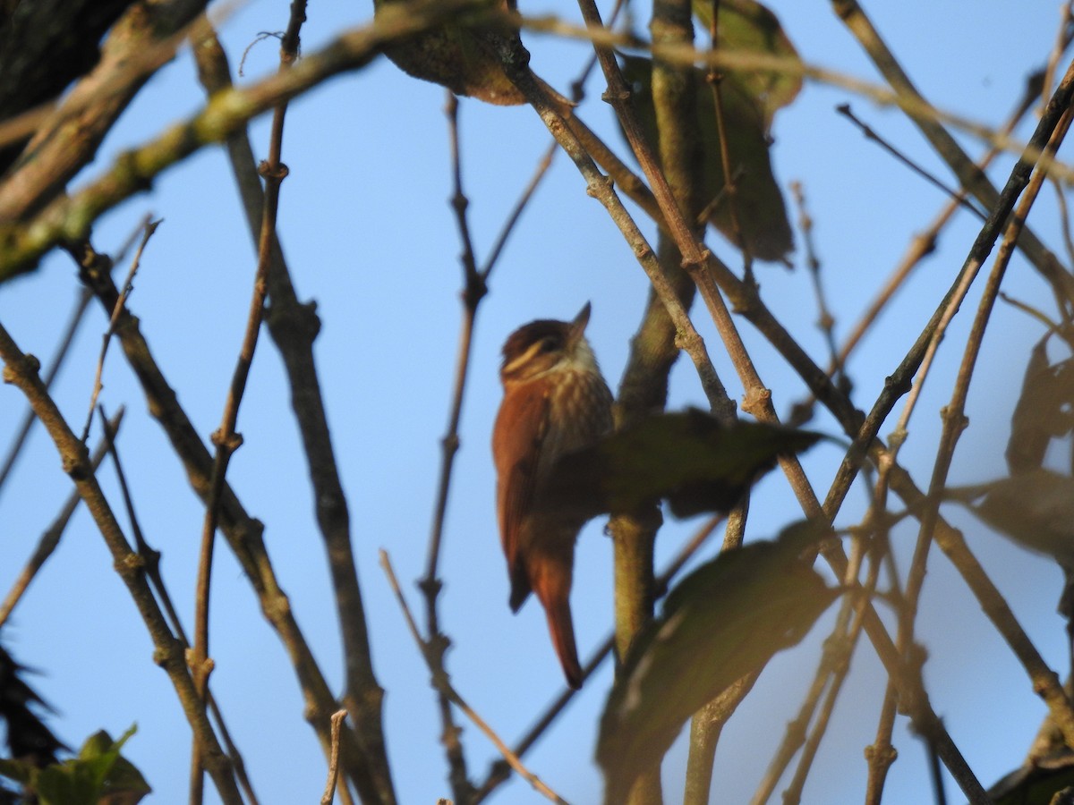 Streaked Xenops - ML638242074