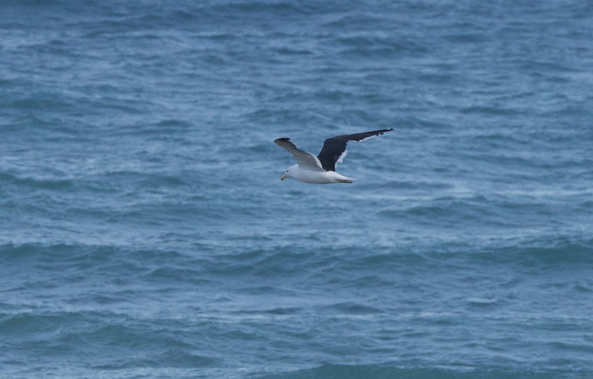 Kelp Gull - ML638242079