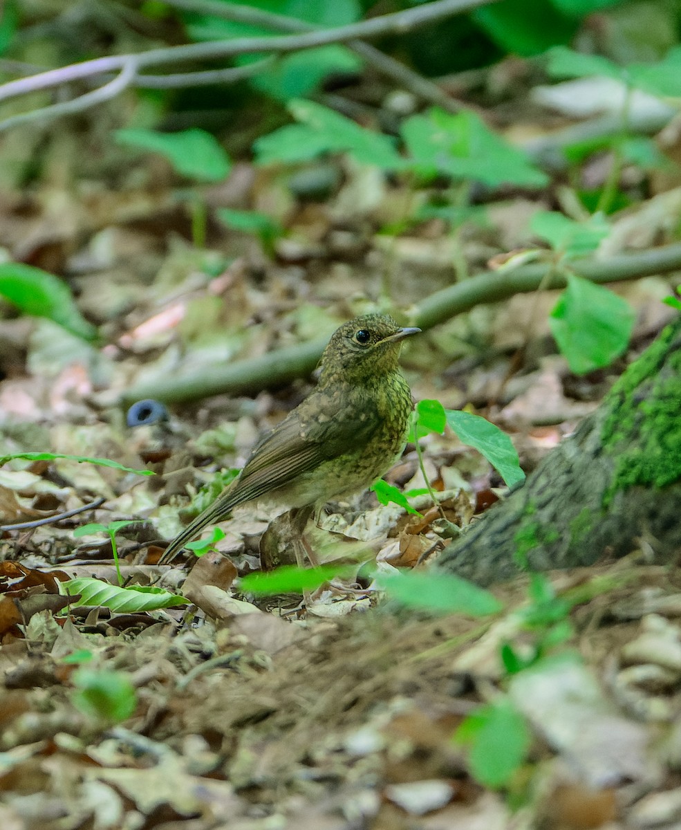 European Robin - ML638242085