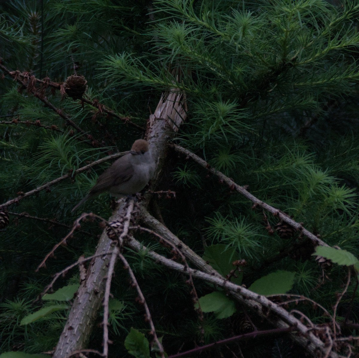 Eurasian Blackcap - ML638242112