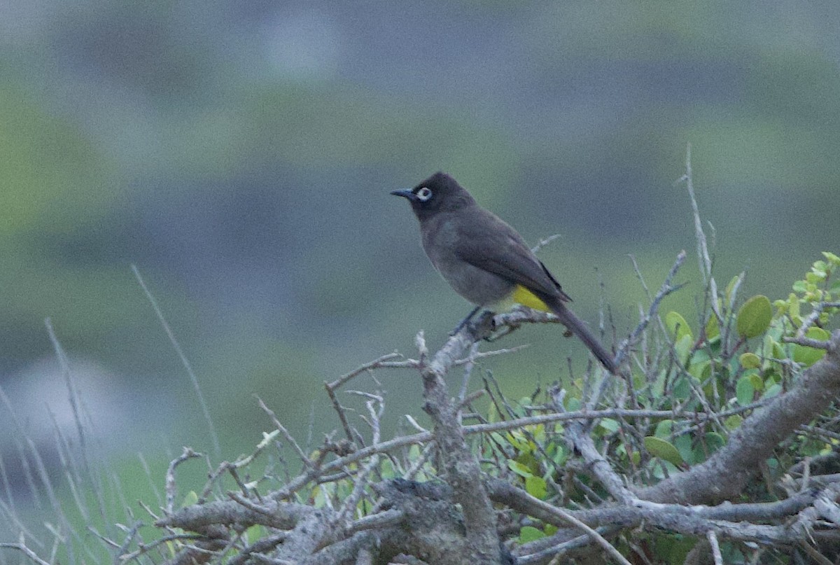 Cape Bulbul - ML638242121