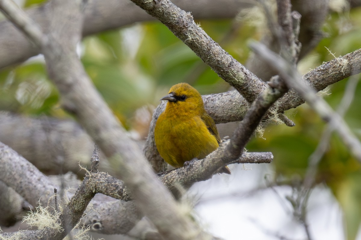 Hawaii Amakihi - ML638242158