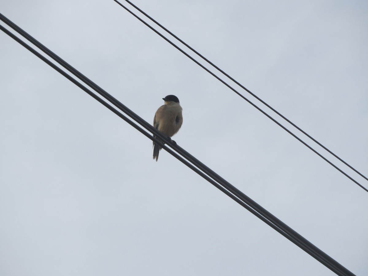 Eurasian Blackcap - ML638242170