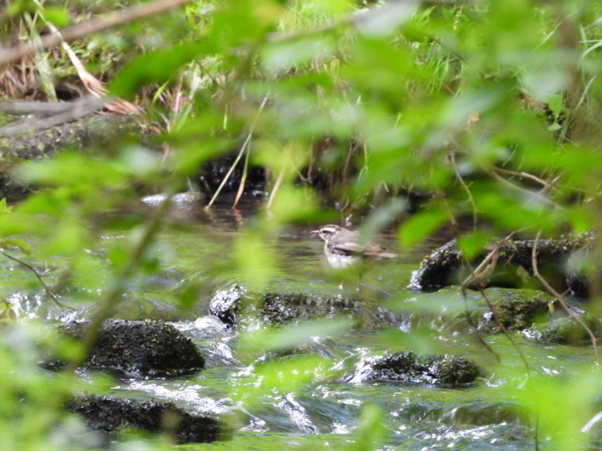 Louisiana Waterthrush - ML638242194