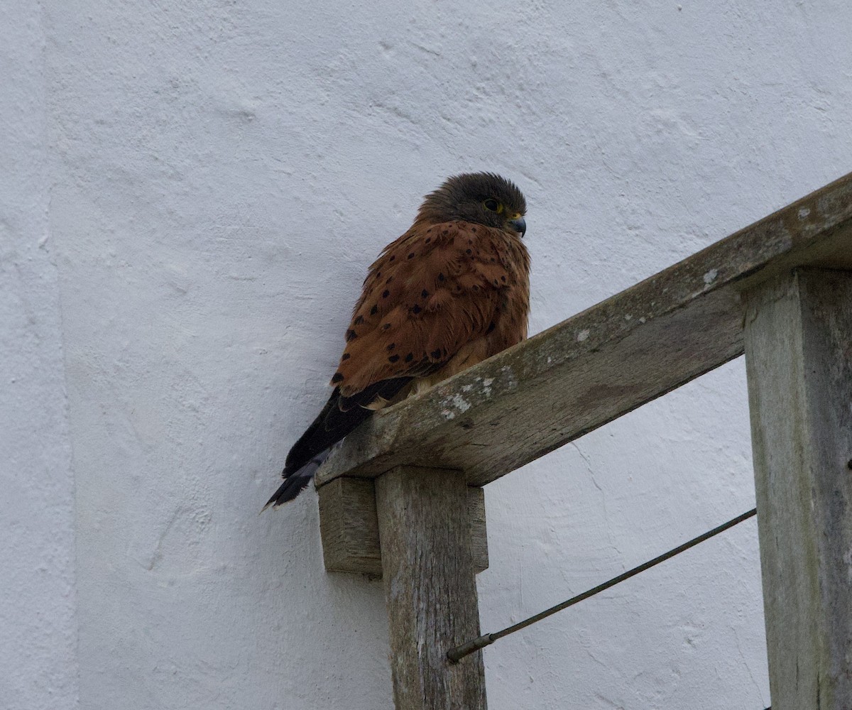 Rock Kestrel - ML638242199