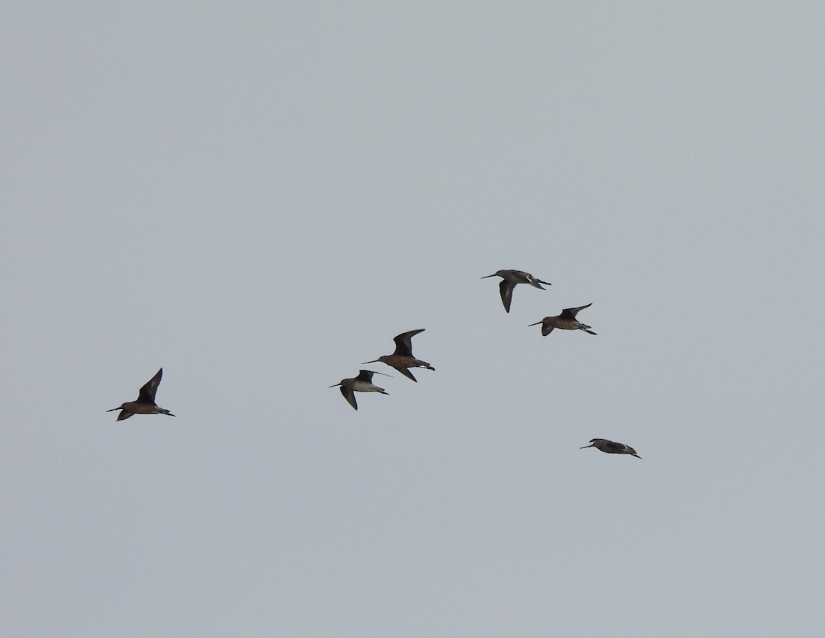 Hudsonian Godwit - ML638242223