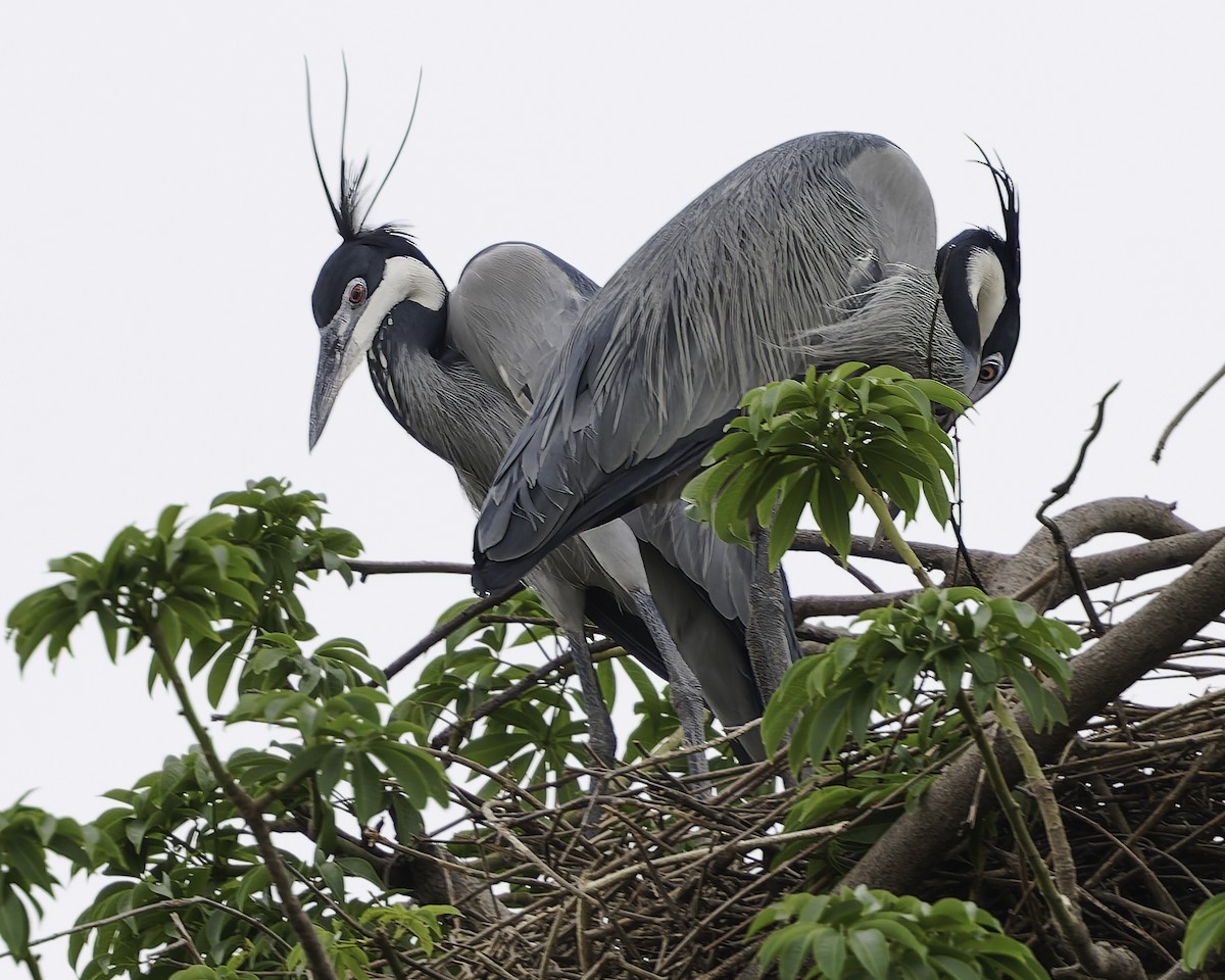 Black-headed Heron - ML638242224