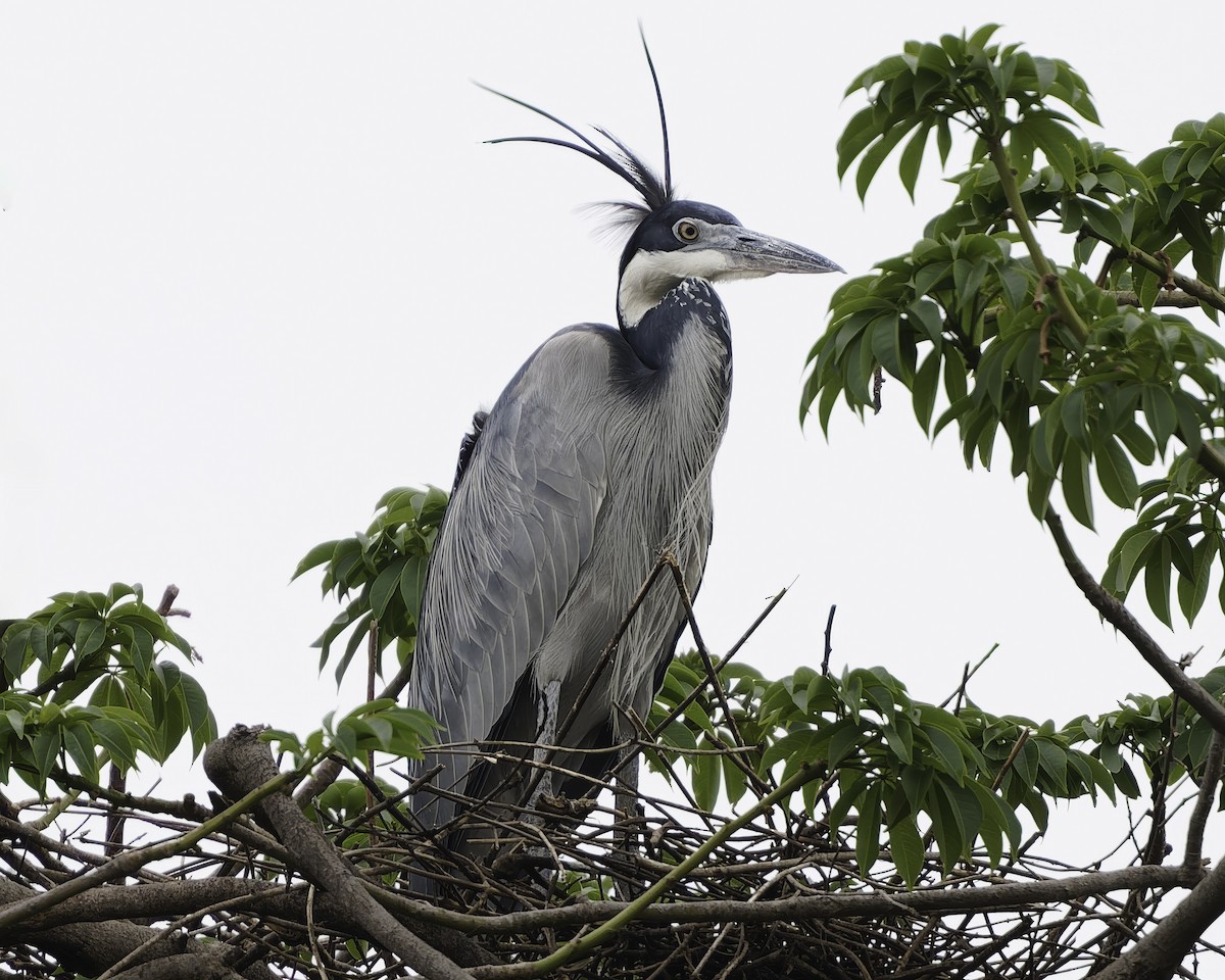 Black-headed Heron - ML638242225