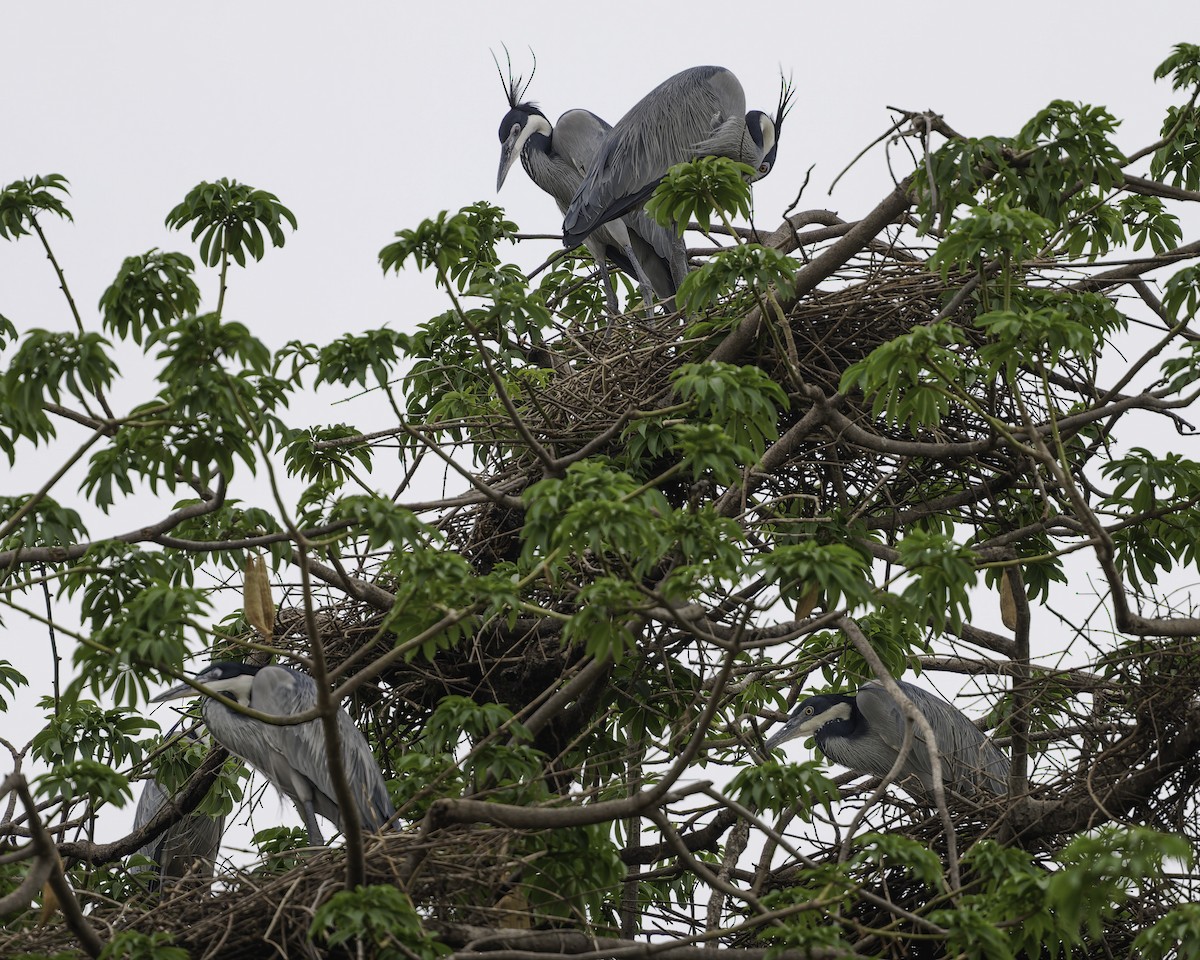 Black-headed Heron - ML638242231