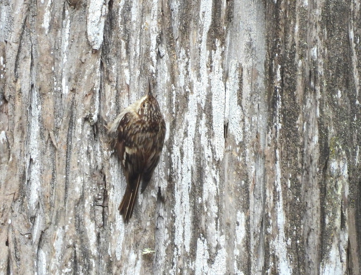 Brown Creeper - ML638242233