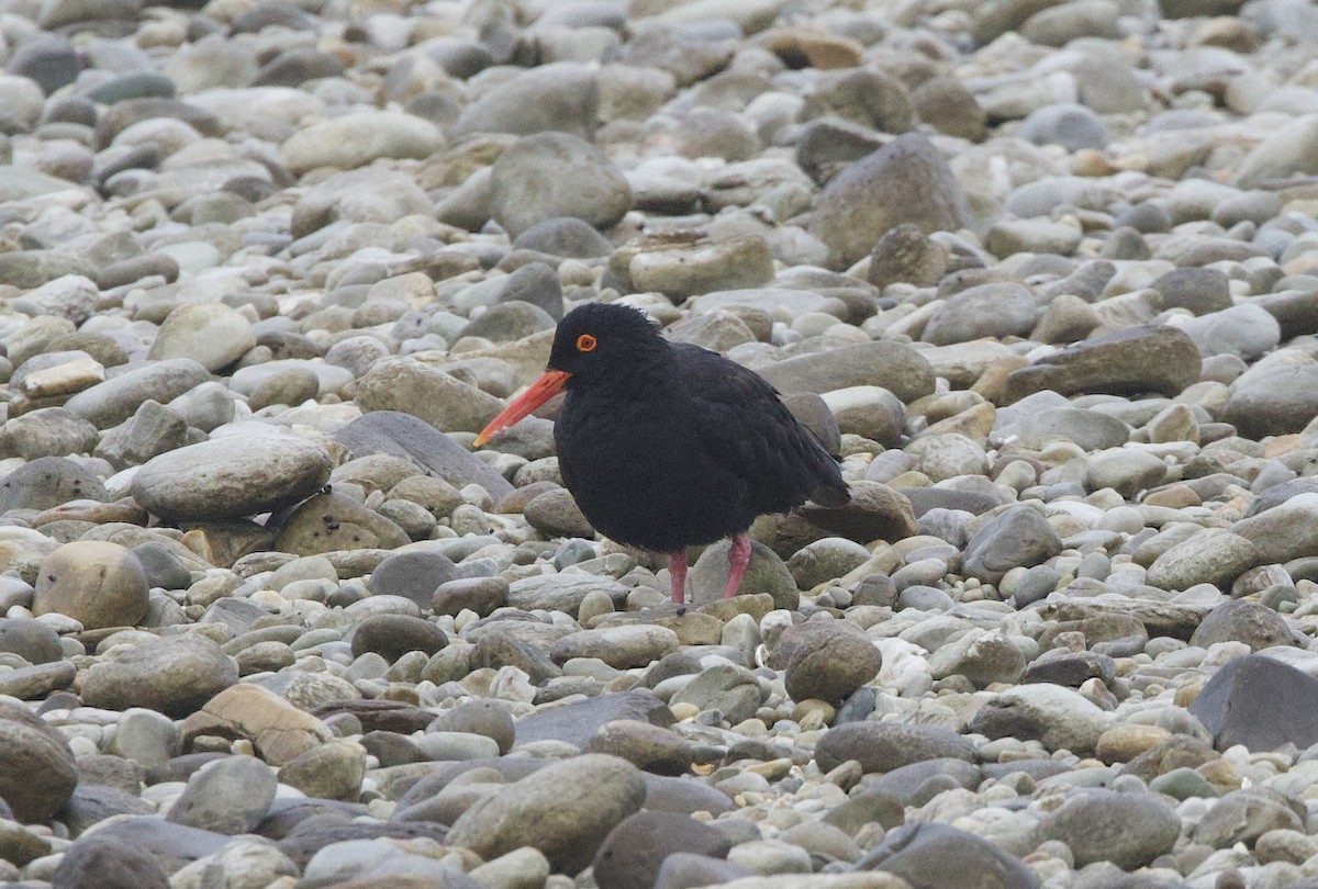 African Oystercatcher - ML638242234