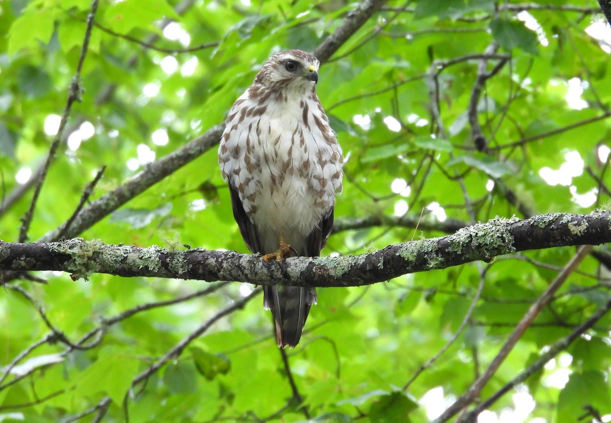 Buteo, unbestimmt - ML638242240