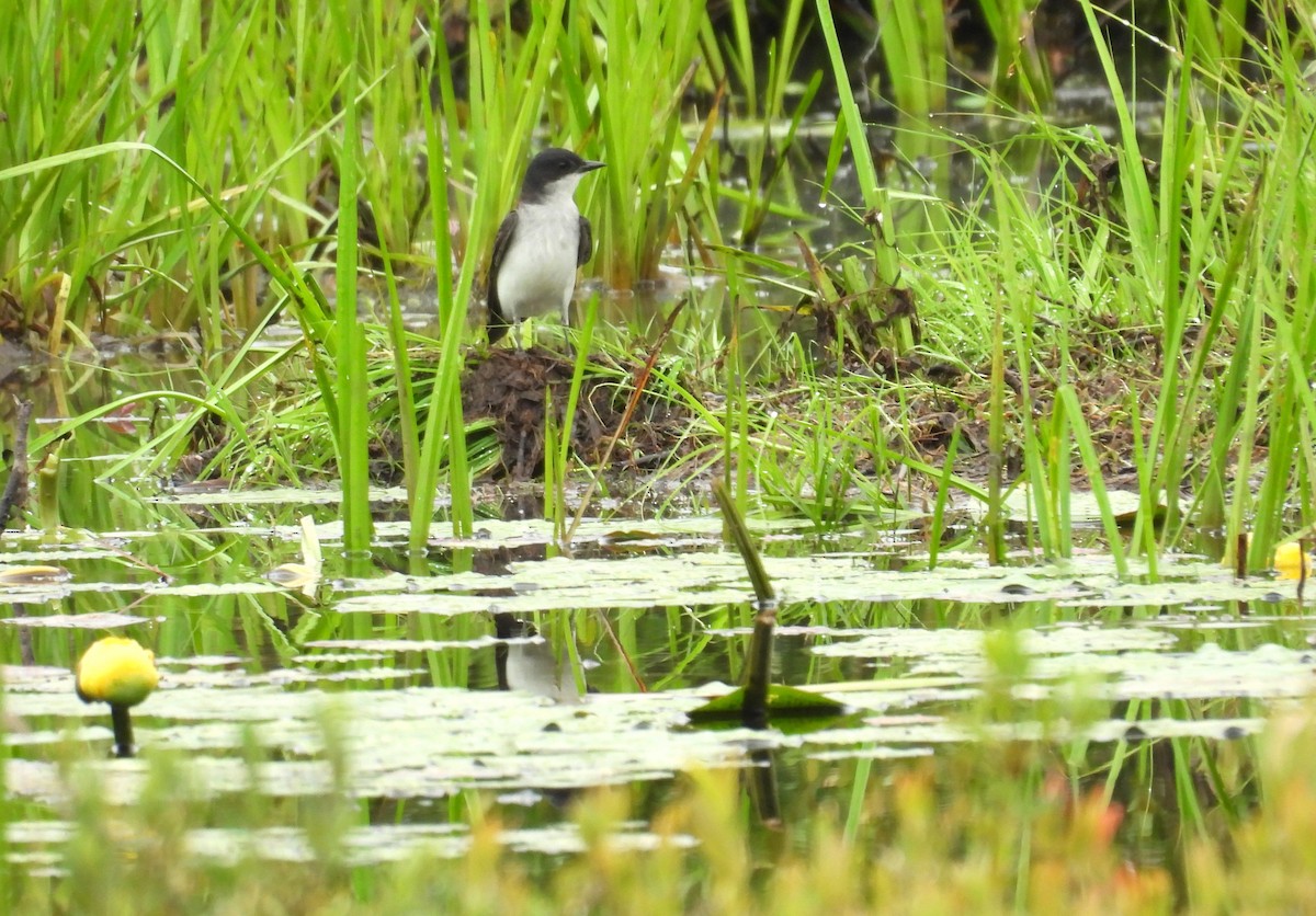 Eastern Kingbird - ML638242248
