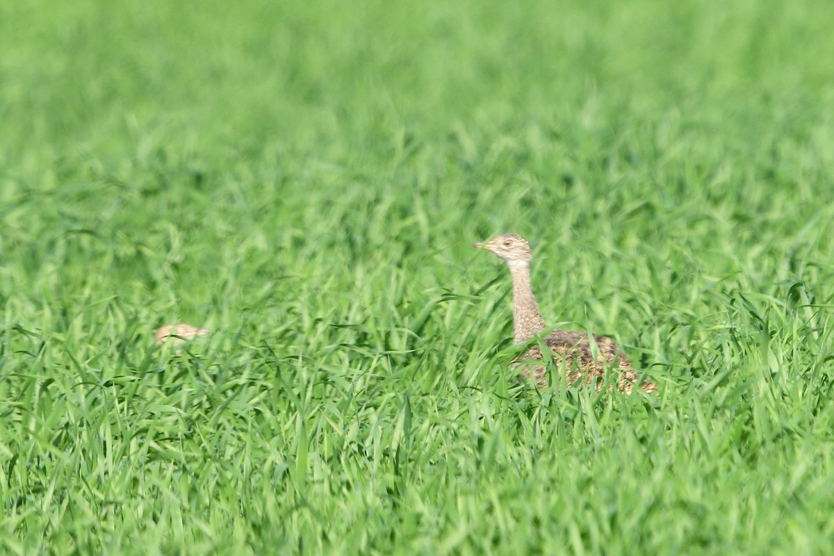 Little Bustard - ML638242251