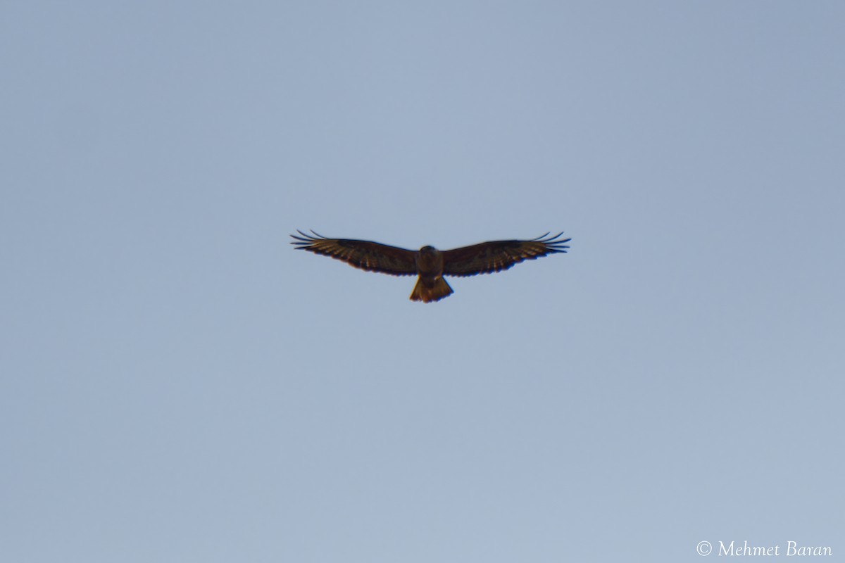hawk sp. - ML638242274