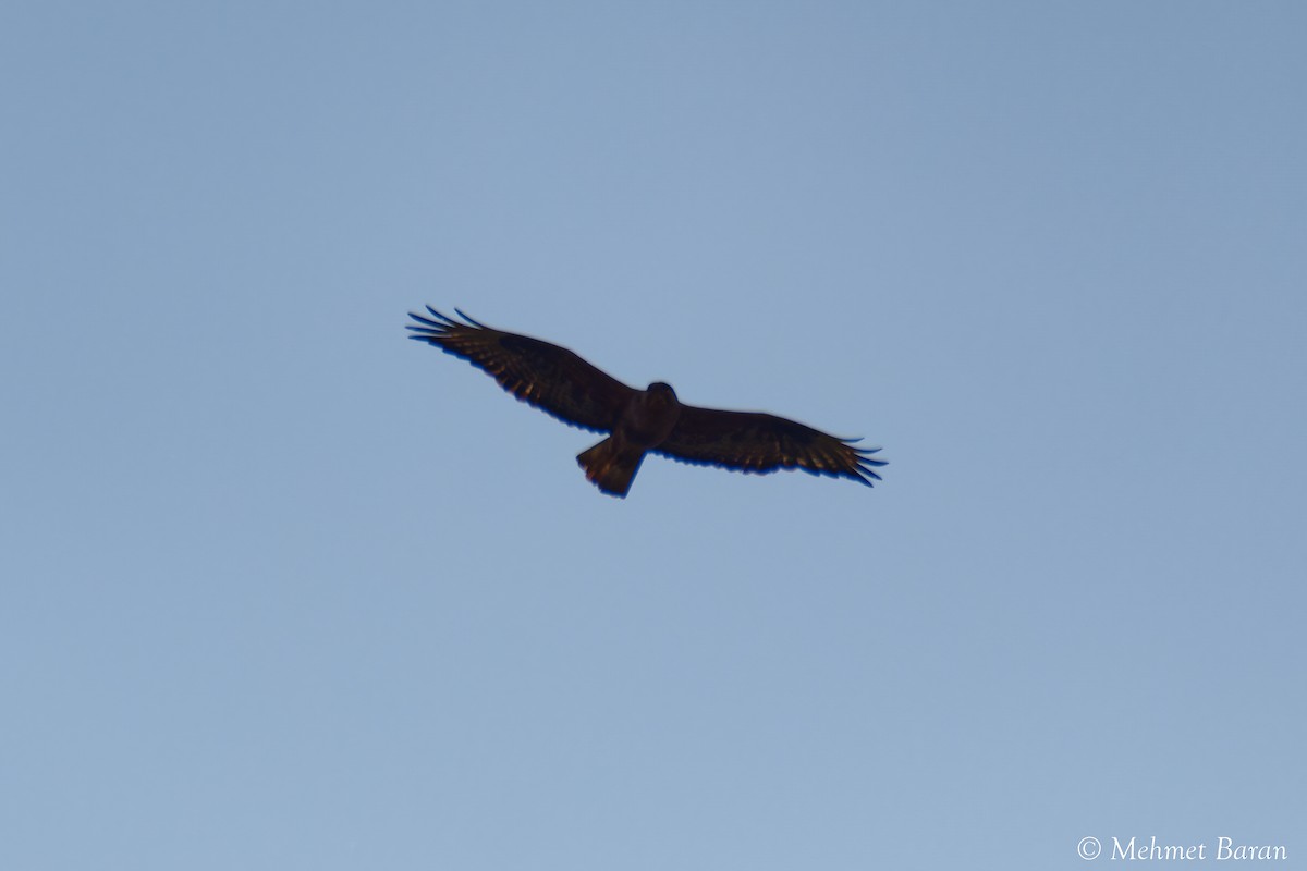 hawk sp. - ML638242276