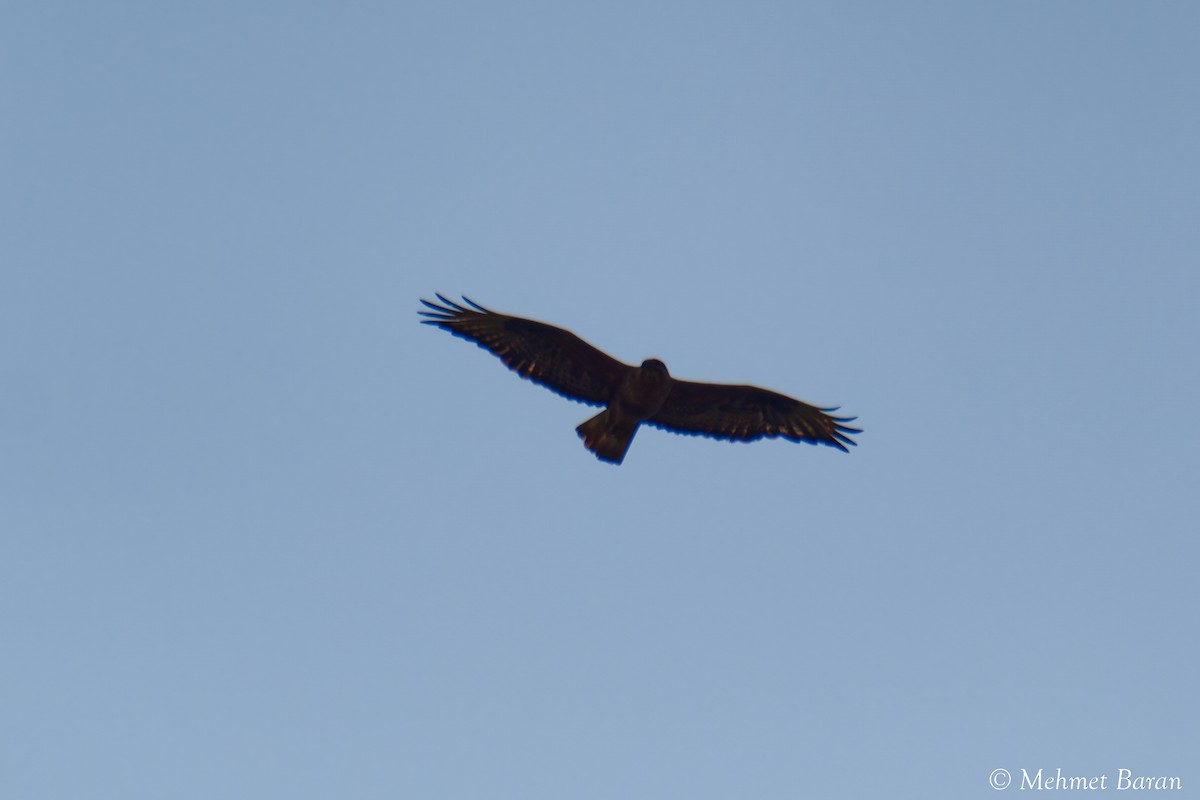 hawk sp. - ML638242277