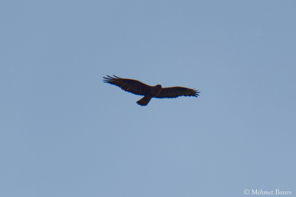hawk sp. - ML638242278