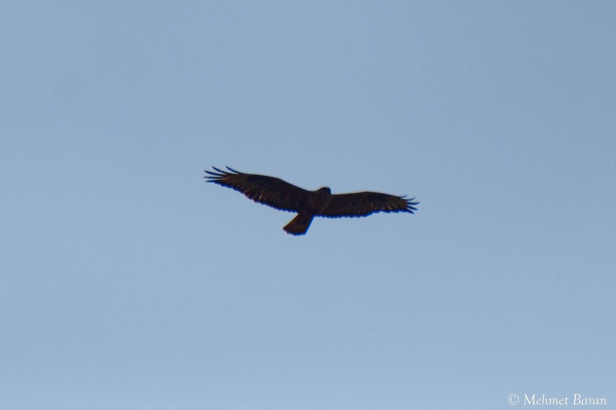 hawk sp. - ML638242279