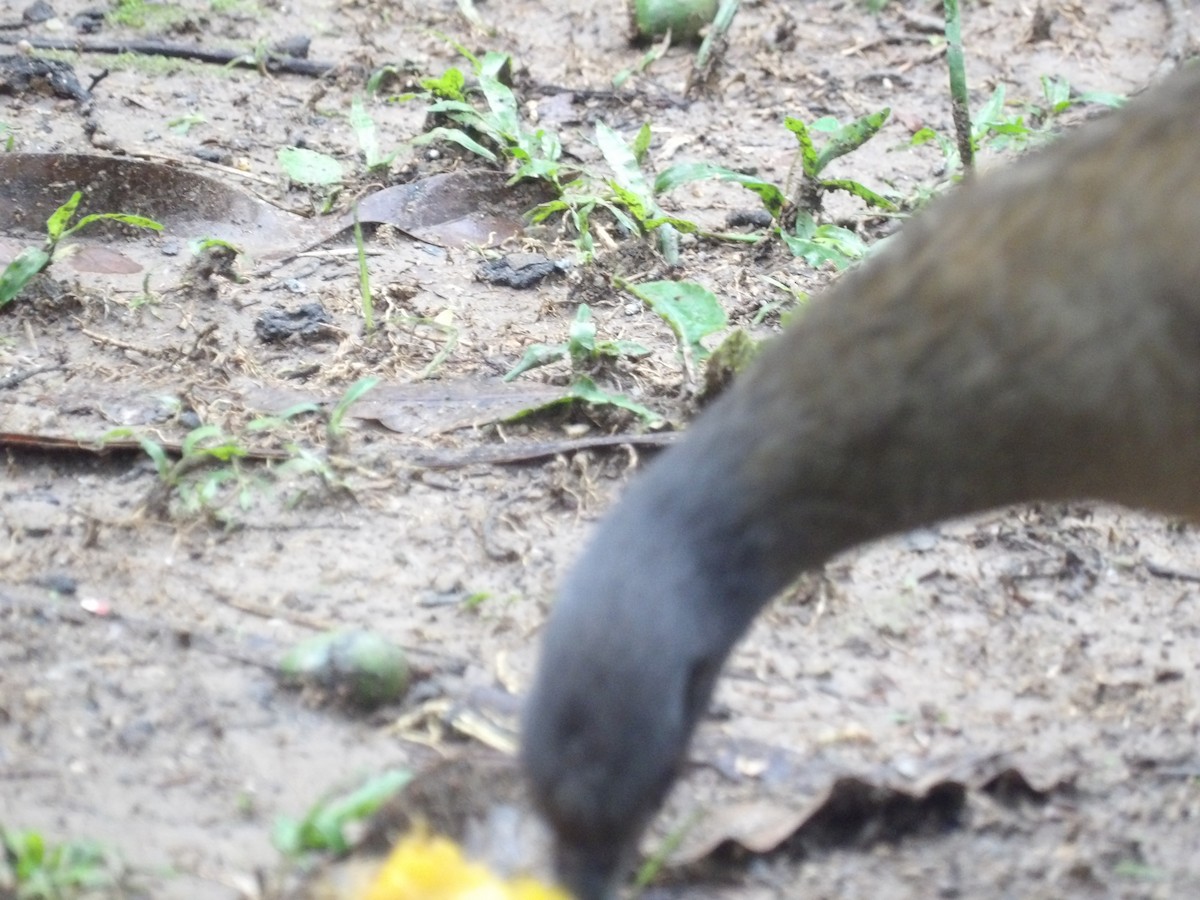 Rufous-vented Chachalaca (Rufous-tipped) - ML638242290